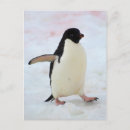 Search for inger postcards Penguin