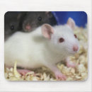 Search for rat mousepads Photography
