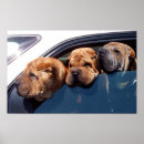 Search for pei posters Canine