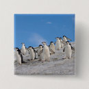 Search for antarctic badges Bird