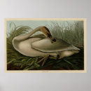 Search for trumpeter swan posters Illustration