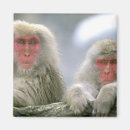 Search for monkey magnets Nagano