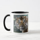 Search for endangered tigers mugs Zoo