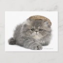 Search for straw postcards Animal