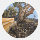 Search for inyo national forest stickers Don paulson