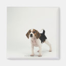 Search for beagle magnets Photography