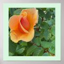 Search for rosebud posters Flowers