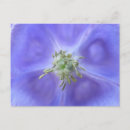 Search for aquilegia postcards Floral