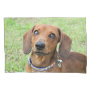 Search for dachshund pillowcases Pet