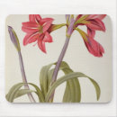 Search for amaryllis electronics Joseph