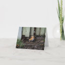 Search for sheltie cards Pets