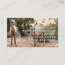 Search for ram photography Sheep