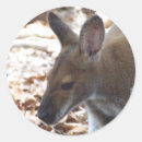 Search for wallaby stickers Marsupial