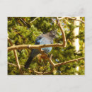Search for jay postcards Nature