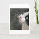 Search for whisker cards Face