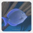Search for swimming fish stickers Underwater