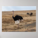 Search for ostrich posters Wildlife