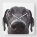Search for black labrador clocks Animal
