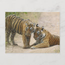 Search for bengal cats postcards Asian