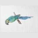 Search for macaw bird Watercolor
