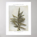 Search for hellebore posters Nature