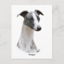 Search for whippet postcards Canine