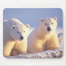 Search for sow mousepads Bear