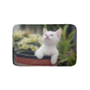 Search for cat face photography Kitten