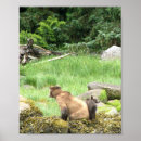 Search for bear cub posters Grizzly