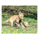 Search for fox pups posters Kit