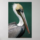 Search for pelican posters Sea