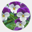 Search for purple pansy stickers Nature