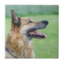 Search for german shepherd tiles Park