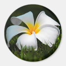 Search for plumeria magnets Flower