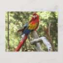 Search for macaw parrot postcards Colourful
