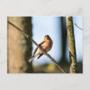 Search for passerines postcards Nature