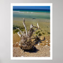 Search for driftwood posters Coast