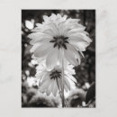Search for black and white photography postcards Botanical