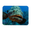 Search for jardin magnets Ocean