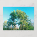 Search for pine tree postcards View