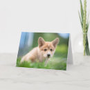 Search for yard cards Dog