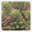 Search for sonora stickers Plant