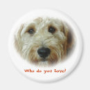 Search for poodle puppy magnets Doodle