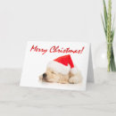 Search for golden retriever puppies postcards Merry christmas