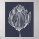 Search for monochrome posters Botanical