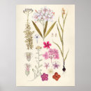 Search for vintage botanical illustration posters Blossom