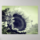 Search for black white sunflower art Nature