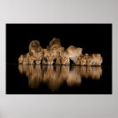 Search for lion pride posters Africa
