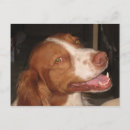 Search for liver postcards Dog