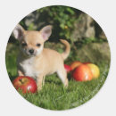 Search for chihuahua puppies stickers Fawn
